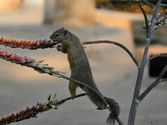 Paraxerus cepapi