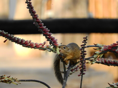 Paraxerus cepapi