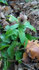 Centaurea pectinata