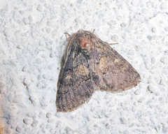 Gluphisia crenata