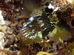 Parablennius intermedius