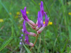 Astragalus monspessulanus