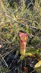 Nepenthes mirabilis
