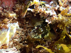 Parablennius intermedius