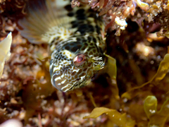 Parablennius intermedius