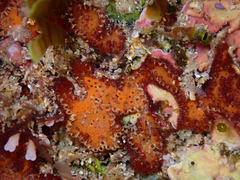 Botrylloides leachii