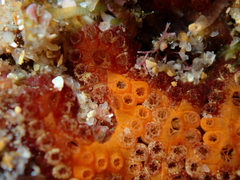 Botrylloides leachii