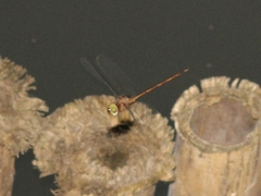 Zyxomma obtusum