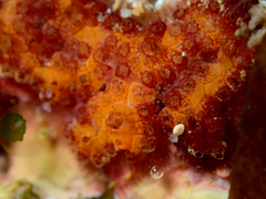 Botrylloides leachii