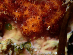 Botrylloides leachii