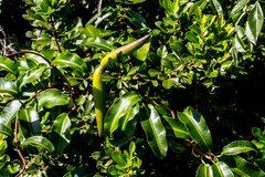 Ischnolepis natalensis