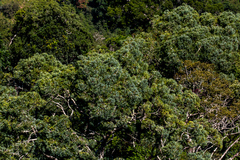 Afrocarpus falcatus