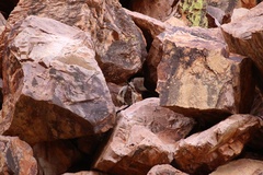 Petrogale lateralis
