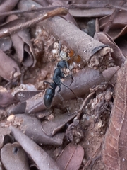 Bothroponera sulcata
