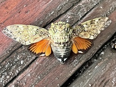 Platypleura brunea