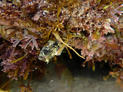 Parablennius intermedius