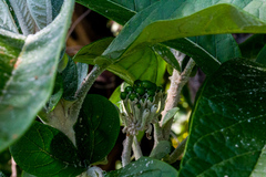 Solanum giganteum