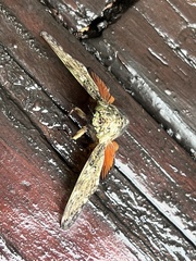 Platypleura brunea