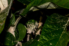 Solanum giganteum