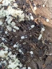 Dolichoderus scabridus