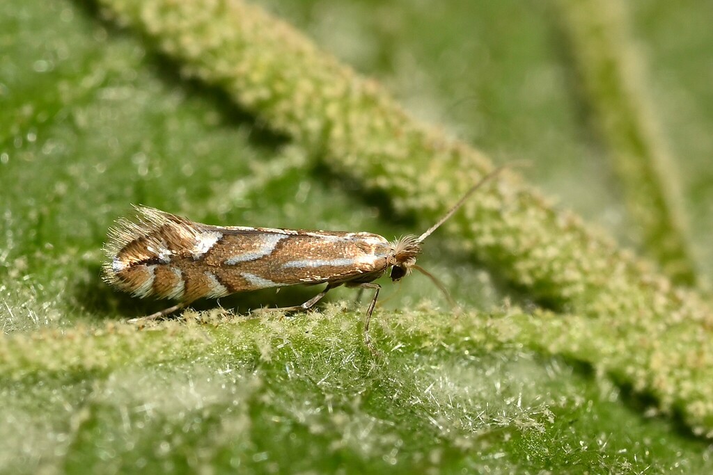 Nut Leaf Blister Moth, photo 1 of 10
