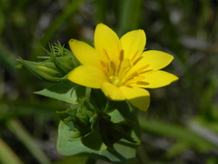 Blackstonia perfoliata