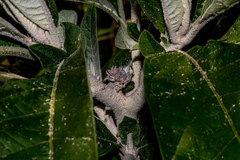 Solanum giganteum
