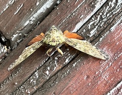 Platypleura brunea