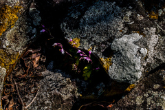 Stenoglottis fimbriata