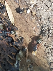 Dolichoderus scabridus