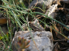 Acrotylus