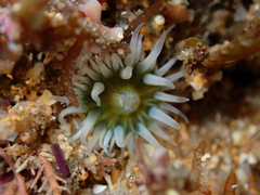 Anthothoe albocincta