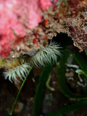 Anthothoe albocincta