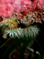 Anthothoe albocincta