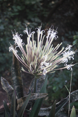 Sansevieria trifasciata