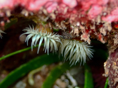 Anthothoe albocincta