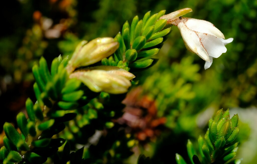 Highliving Heath
