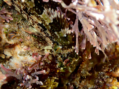 Chironemus marmoratus