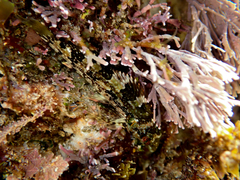 Chironemus marmoratus