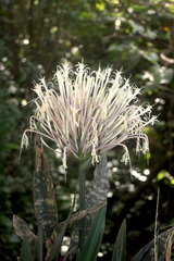 Sansevieria trifasciata
