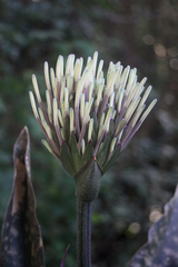 Sansevieria trifasciata