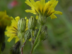 Pilosella piloselloides