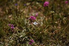 Lomatogonium carinthiacum
