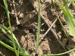 Camponotus barbaricus