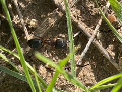 Camponotus barbaricus