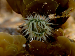 Anthothoe albocincta