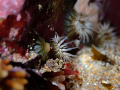 Anthothoe albocincta
