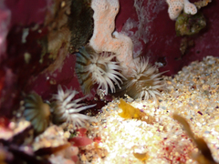 Anthothoe albocincta
