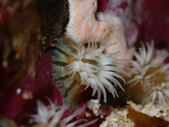 Anthothoe albocincta