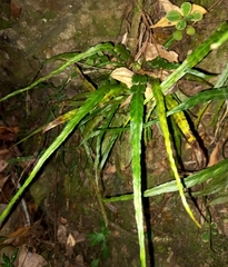 Asplenium attenuatum